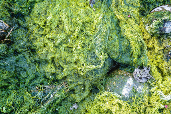 Spirulina Algae